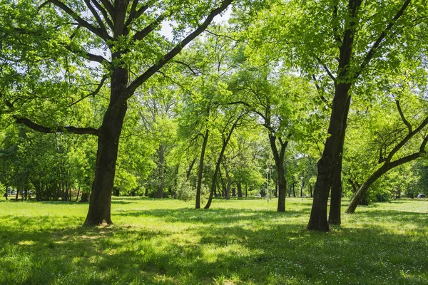 Meadow Forest Park Spring — Stock Photo, Image