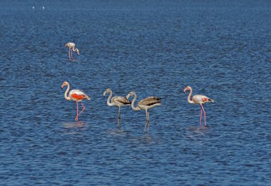 Flamingolar Karadağ 'da Ulcinj' in terk edilmiş tuz kaplarında fotoğraf çektiler