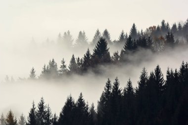 Dağda sabah sisinde orman. Sonbahar sahnesi.
