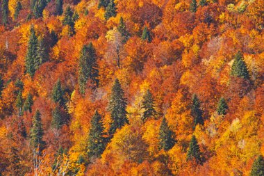 Ağaçların tepesinde çeşitli sonbahar yaprakları var.