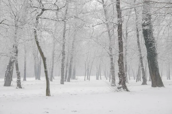 公园里被雪和霜冻覆盖的树木 — 图库照片