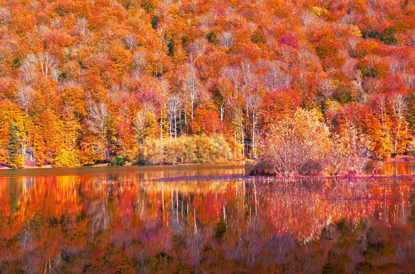 Autumn Forest Reflection Biogradsko Lake Montenegro — Stock Photo, Image