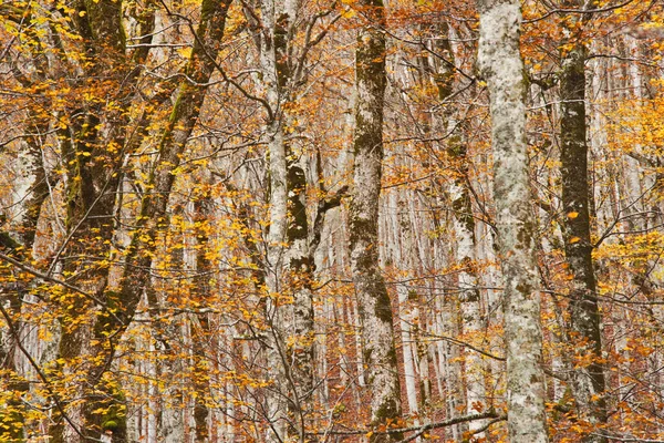 Hustý Bukový Les Podzim — Stock fotografie