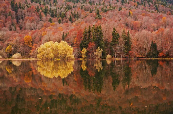 Herbstwald Mit Reflexion Über Den Biogradsko See Montenegro — Stockfoto