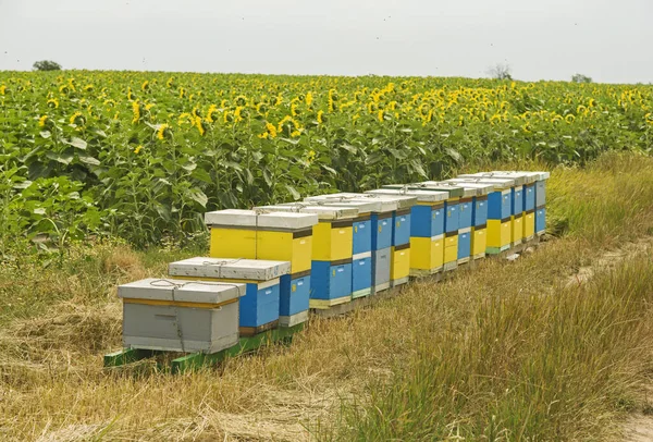 Gekleurde Houten Bijenkorven Gefotografeerd Vanaf Achterkant Van Het Zonnebloemveld Rechtenvrije Stockfoto's