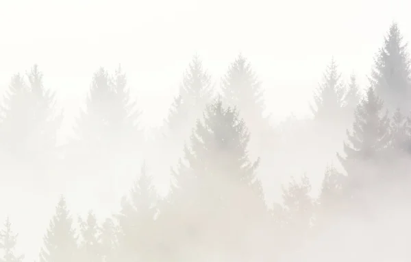 Foresta Nella Nebbia Mattutina Sulla Montagna Scena Autunnale Foto Stock Royalty Free