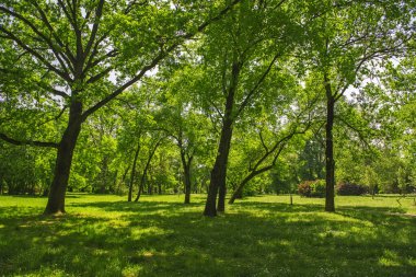 Baharda parkta çayır ve orman.