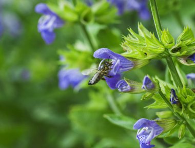 Bal arısı adaçayı çiçeğinden polen toplar.