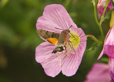 Bir Pembe Akşam Çuha Çiçeği 'nden (oenothera speciosa) nektar emen sinekkuşu güvesi.