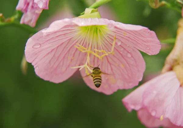 Flygning Bin Som Närmar Pink Evening Primroses Oenothera Speciosa Blomma — Stockfoto