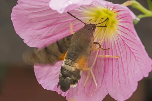 Koliber Jastrząb Ćma Ssący Nektar Różowego Wiesiołka Oenothera Speciosa Kwiat — Zdjęcie stockowe