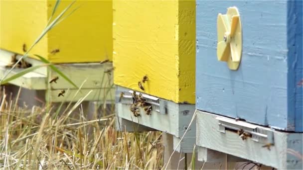 Essaim Abeilles Entrée Ruche Mouvement Lent — Video