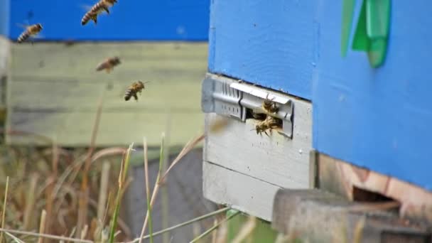 Chaleur Abeilles Entrée Ruche — Video