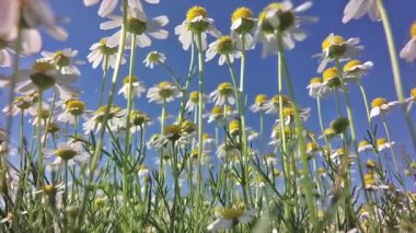 Çayırda bir sürü papatya var. Yavaş çekim.