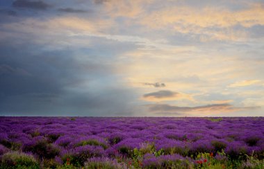 Günbatımı Moldova yaz lavanta alanın üzerinde
