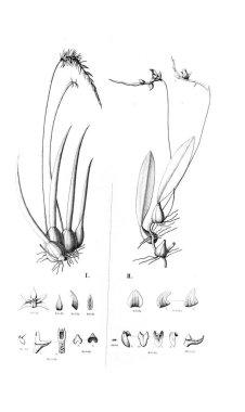 Bitki çizimi. Retro resim