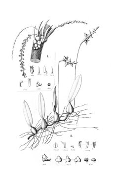 Bitki çizimi. Retro resim