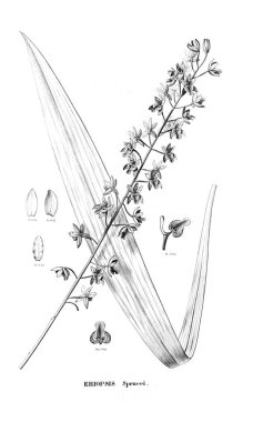 Bitki çizimi. Retro resim