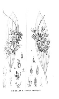Bitki çizimi. Retro resim