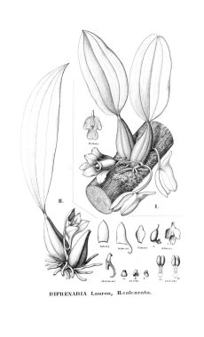 Bitki çizimi. Retro resim