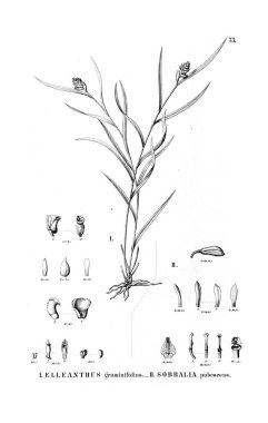 Bitki çizimi. Retro resim