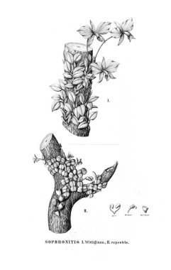 Bitki çizimi. Retro resim