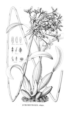 Bitki çizimi. Retro resim