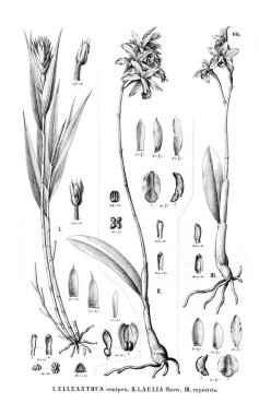 Bitki çizimi. Retro resim