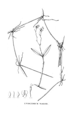 Bitki çizimi. Retro resim