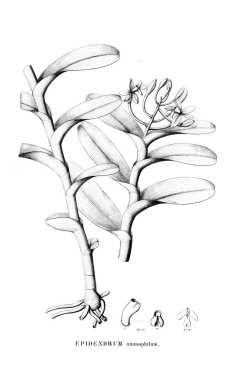 Bitki çizimi. Retro resim