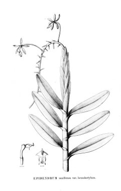 Bitki çizimi. Retro resim