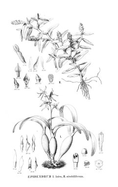 Bitki çizimi. Retro resim