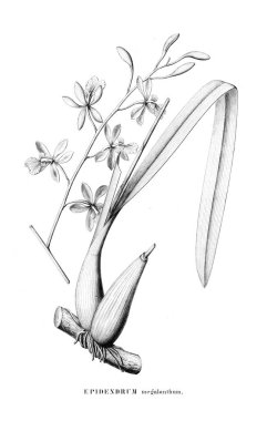 Bitki çizimi. Retro resim