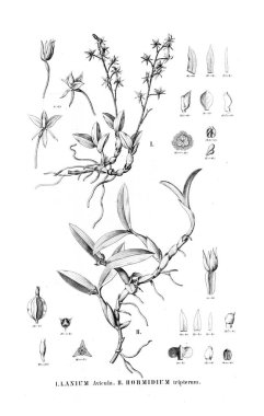 Bitki çizimi. Retro resim