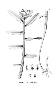 Bitki çizimi. Retro resim