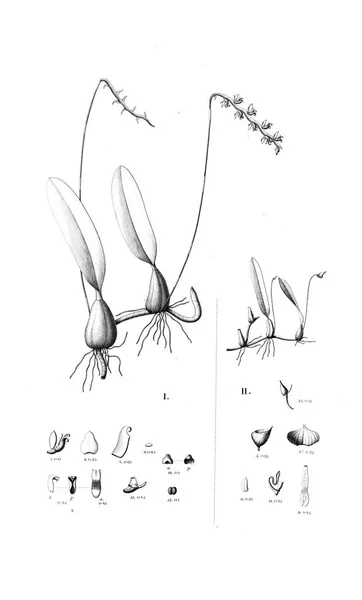 Illustration Plante Image Rétro — Photo