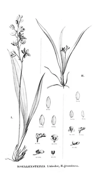 Illustration Plante Image Rétro — Photo