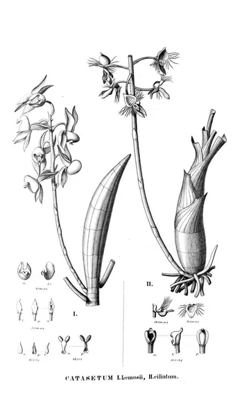 Illustratie Van Een Plant Retro Foto — Stockfoto