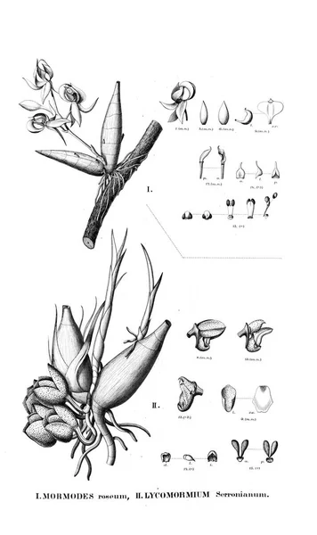 Ilustração Planta Imagem Retrô — Fotografia de Stock