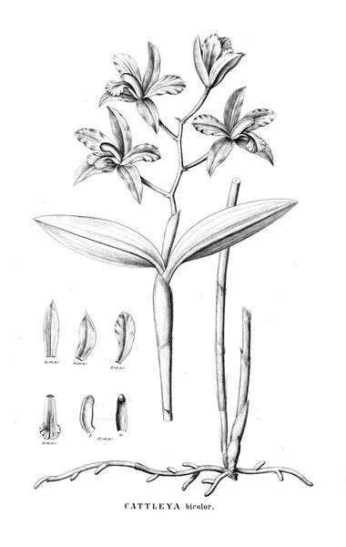 Ilustração Planta Imagem Retrô — Fotografia de Stock