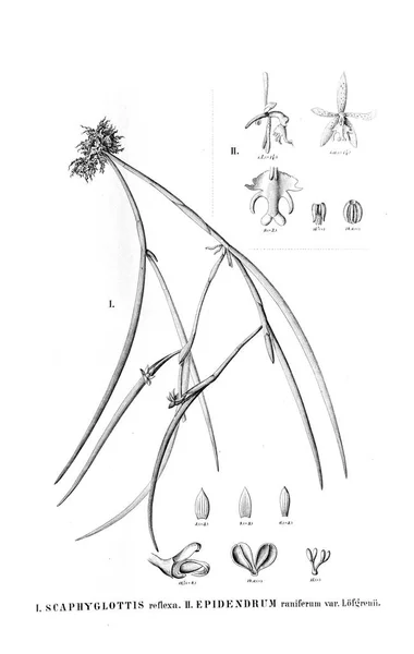 Illustration Plante Image Rétro — Photo