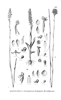 Bitki çizimi. Retro resim