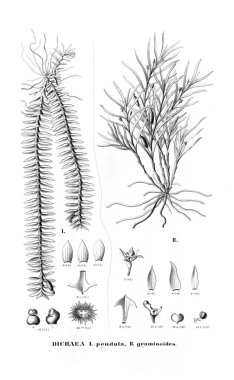 Bitki çizimi. Retro resim