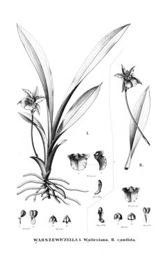 Bitki çizimi. Retro resim