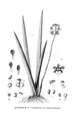 Bitki çizimi. Retro resim