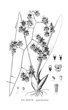 Bitki çizimi. Retro resim