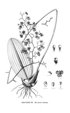 Bitki çizimi. Retro resim