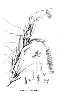 Bitki çizimi. Retro resim