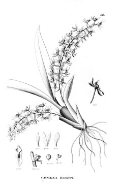 Bitki çizimi. Retro resim