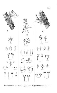 Bitki çizimi. Retro resim